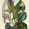 Animalium 2