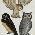 Animalium 5