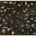 Animalium árbol de la&nbsp;vida