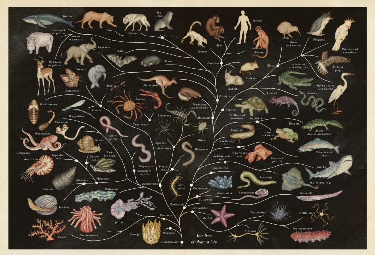 Animalium árbol de la vida