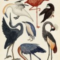 Animalium interiores