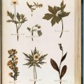 Pagina-del-Herbario-de-Emily-Dickinson-digitalizado-por-la-Universidad-de-Harvard