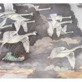 the-wild-swans